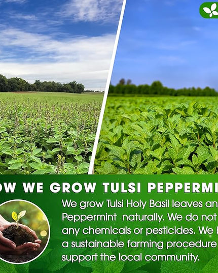 FreshDrinkUS, Premium Tulsi Peppermint Herbal Tea – 135 Tea Bags, 100% Natural, Blend of Tulsi Holy Basil Leaves, and Peppermint Leaves. Made with Natural Material Tea Bags. No Sugar, Vegan.