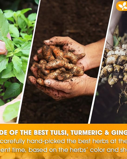 FreshDrinkUS, Premium 35 Tulsi Turmeric Ginger Tea Bags, 100% Natural & Pure from Tulsi Holy Basil Leaves, Turmeric and Ginger. Made with Natural Material Tea Bags. No Sugar, No Caffeine, Vegan.
