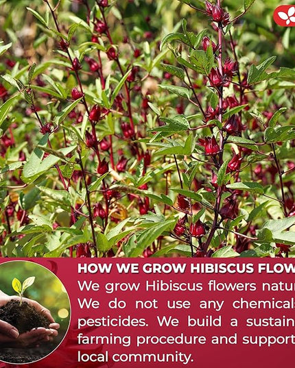 FreshDrinkUS, Premium 10 Hibiscus Flowers Tea Bags, 100% Natural, Pure from Hibiscus Flowers. Loose Flower Herbal Tea. No Sugar, No Caffeine, No Gluten, Vegan.