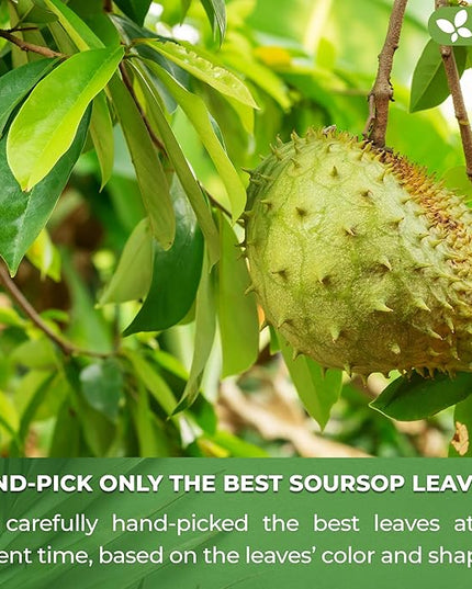 FreshDrinkUS, Premium 75 Soursop Graviola Leaf Tea Bags, 100% Natural and Pure from Soursop Leaves, Handmade, Made With Natural Materials-Corn Fiber Tea Bag, Sugar/ Caffeine/ Gluten Free, Hoja Guanabana Tea