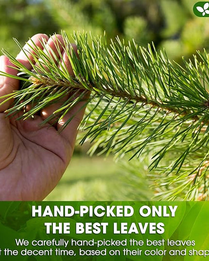 FreshDrinkUS, Pine Needle Tea Bags – 75 Tea Bags, Naturally Caffeine-Free, Refreshing Herbal Tea, Wild-Harvested Pine Leaves, Aromatic and Soothing – Non-GMO & Eco-Friendly Packaging