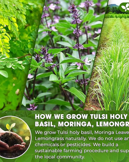 FreshDrinkUS, Premium 30 Tea Bags Tulsi Moringa Lemongrass, 100% Natural & Pure from Tulsi Holy Basil Leaves, Moringa & Lemongrass. Made with Natural Material Tea Bags. No Sugar, No Caffeine, Vegan.