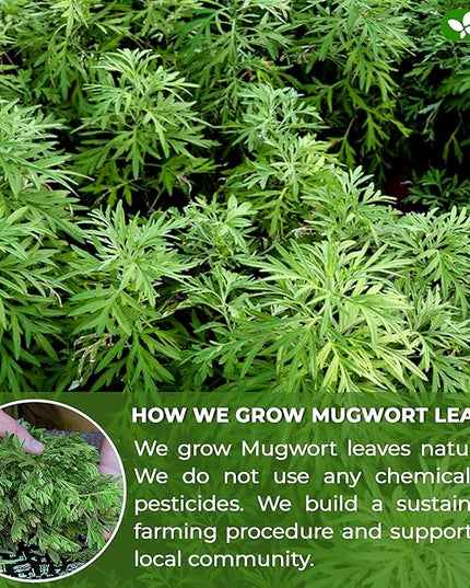 FreshDrinkUS, Premium 90 Mugwort Leaf Tea Bags, 100% Natural and Pure Mugwort Leaves. No Sugar, No Caffeine, No Gluten, Vegan.