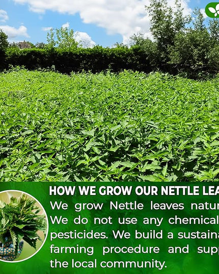 FreshDrinkUS, Premium 75 Nettle Leaf Tea Bags, 100% Natural & Pure from Nettle Leaves. Loose Leaf Nettle Herbal Tea. Nettle Leaf Tea. No Sugar, No Caffeine, No Gluten, Vegan.
