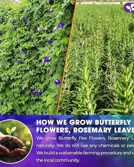 FreshDrinkUS, Clarity Calm Butterfly Pea Flower Tea – 60 Tea Bags Herbal Blend of Butterfly Pea Flower, Rosemary, Moringa, Lemongrass & Licorice Root – Caffeine-Free. Sugar-Free. Gluten-Free. Vegan