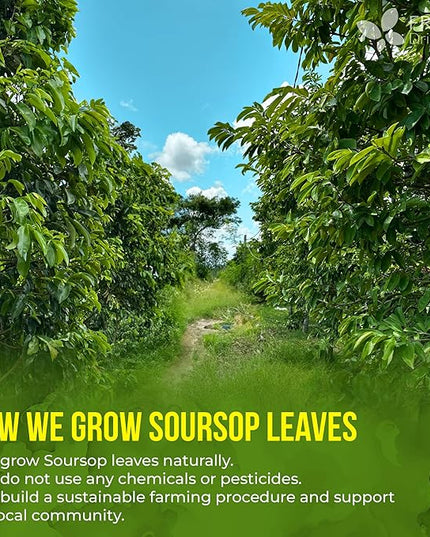 40 Premium Soursop Graviola Leaf Tea Bags, 100% Natural and Pure from Soursop Leaves, Handmade, Made With Natural Materials-Corn Fiber Tea Bag, Sugar/Caffeine/Gluten Free, Hoja Guanabana Tea