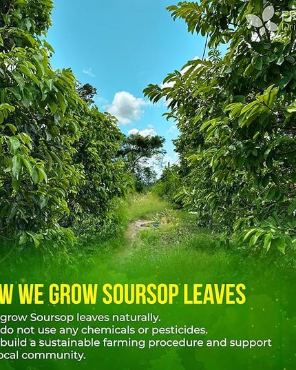 FreshDrinkUS, Premium 30+ Soursop Graviola Dried Leaves, Natural Whole Soursop Leaves, Wildcrafted, Hoja Guanabana, Loose Leaf Herbal Tea, No Gluten, Vegan