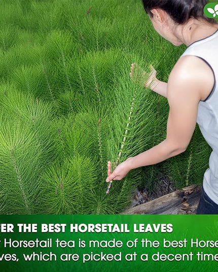 FreshDrinkUS, Premium 75 Horsetail Leaf Tea Bags, 100% Natural & Pure from Horsetail Loose Leaves Herbal Tea. Made with Natural Material Tea Bags. No Sugar, No Caffeine, No Gluten, Vegan.