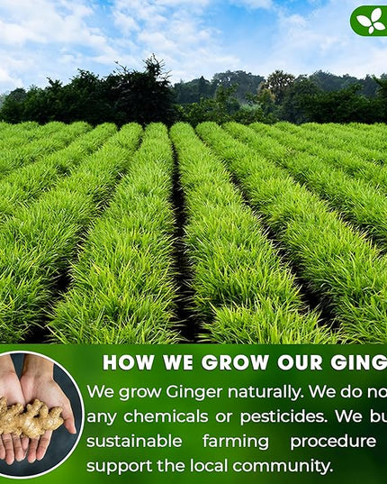 FreshDrinkUS, 150 Premium Ginger Tea Bags, Non GMO, 100% Natural & Pure from Ginger Root, Root Herbal Tea. No Sugar, No Caffeine, No Gluten, Vegan. Support Stronger Digestion, Pleasantly Spicy & Warming