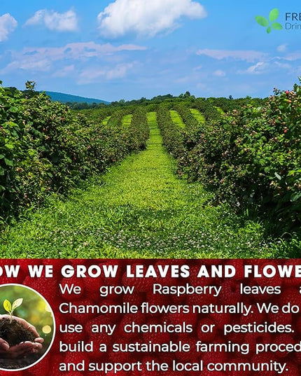FreshDrinkUS, 75 Bags Premium Raspberry Leaf Teawith Chamomile Flavor, Eases Menstrual Cramps & Supports Healthy Pregnancy, Naturally, Caffeine-Free, Sugar Free, Vegan