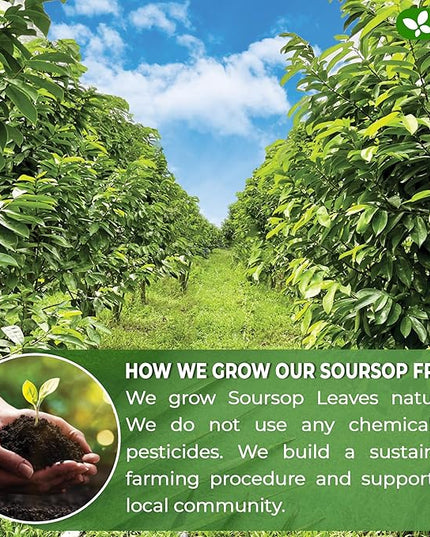 FreshDrinkUS, 60 Premium Soursop Graviola Fruit Tea Bags, 100% Natural and Pure from Soursop Fruits, Made With Natural Materials-Corn Fiber Tea Bag, Sugar/Caffeine/Gluten Free, Hoja Guanabana Tea