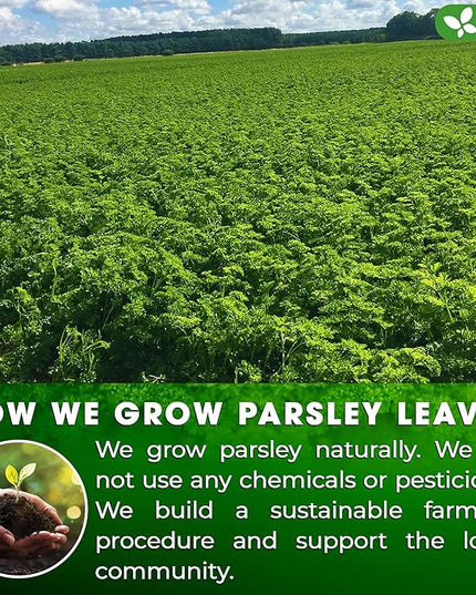 FreshDrinkUS, Premium 135 Parsley Leaf Tea Bags, 100% Natural & Pure from Parsley Leaves. Loose Leaf Parsley Herbal Tea. Made with Natural Material Tea Bags. No Sugar, No Caffeine, No Gluten, Vegan.