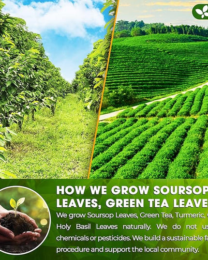 FreshDrinkUS, Premium 40 Tea Bags Soursop Green Tea, 100% Natural & Proprietary Blend from Soursop Leaves and Green Tea. Smooth Flavor. Made with Eco-Conscious Tea Bags. No Additives No Sugar, Vegan.