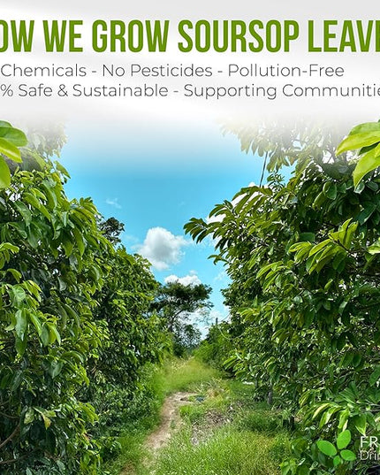 FreshDrinkUS, Premium Soursop Graviola Leaf Tea | 45 Tea Bags form Powder, 100% Natural and Pure, Handmade, Made With Natural Materials-Corn Fiber Tea Bag, Sugar/Caffeine Free, Hoja Guanabana Tea
