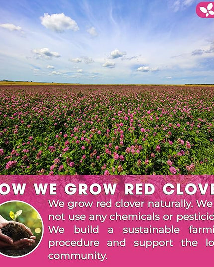 FreshDrinkUS, Premium Red Clover Herbal Tea– 135 Tea Bags – Pure – Naturally Smooth & Mild Flavor – Premium Quality, Eco-Conscious Packaging. Caffeine-Free. Gluten Free. Vegan