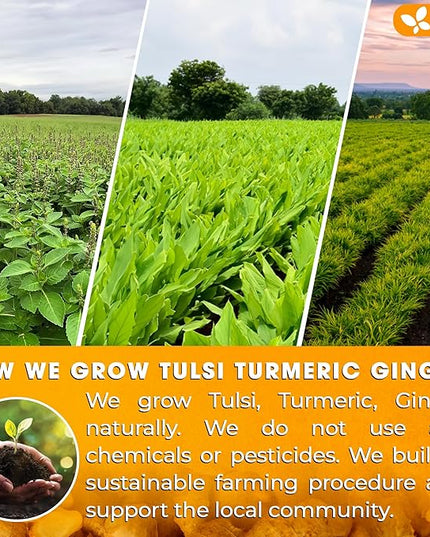 FreshDrinkUS, Premium 55 Tulsi Turmeric Ginger Tea Bags, 100% Natural & Pure from Tulsi Holy Basil Leaves, Turmeric and Ginger. Made with Natural Material Tea Bags. No Sugar, No Caffeine, Vegan.