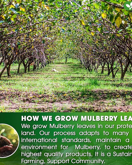 FreshDrinkUS, Premium 75 Mulberry Leaf Tea Bags, 100% Natural & Pure from Mulberry Leaves. Loose Leaf Herbal Tea. Made with Natural Material Tea Bags. No Sugar, No Caffeine, No Gluten, Vegan.