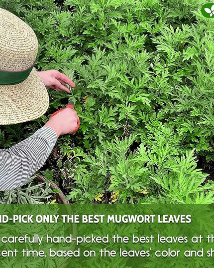 FreshDrinkUS, Premium 90 Mugwort Leaf Tea Bags, 100% Natural and Pure Mugwort Leaves. No Sugar, No Caffeine, No Gluten, Vegan.