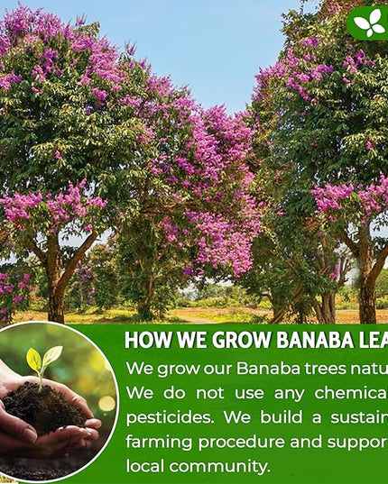 FreshDrinkUS, Premium 40 Banaba Tea Bags, 100% Natural & Pure from Banaba Leaves. Loose Leaf Banaba Herbal Tea. No Sugar, No Caffeine, No Gluten, Vegan.