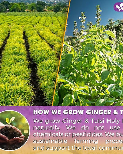 FreshDrinkUS, Premium 75 Ginger Tulsi Tea Bags, 100% Natural, Hand-made Blend of Ginger and Tulsi Holy Basil Leaves, Eco-conscious Tea Bags. Herbal Tea. No Sugar, No Caffeine, Vegan.