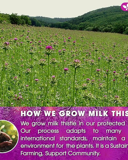 FreshDrinkUS, Premium 75 Milk Thistle Tea Bags, 100% Natural & Pure from Milk Thistle Seeds. Milk Thistle Seed Herbal Tea. Made with Natural Material Tea Bags. No Sugar, No Caffeine, No Gluten, Vegan.