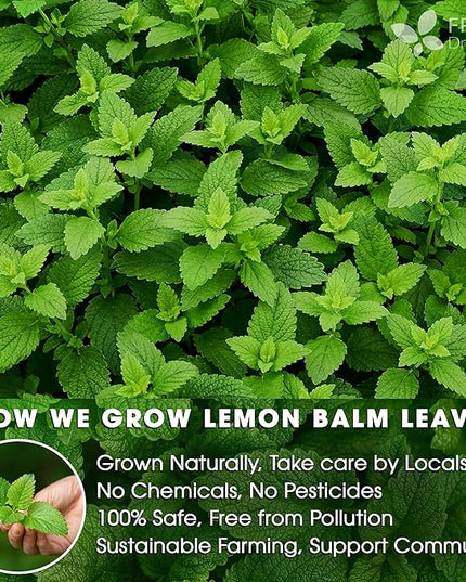 FreshDrinkUS, Lemon Balm Tea Bags | 75 Count |100% Pure Melissa officinalis – Naturally Calming Herbal Tea | Caffeine-Free, Premium Quality, Refreshing Flavor, Sustainably Sourced
