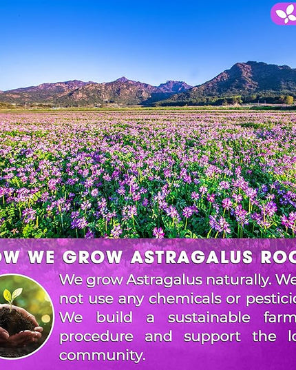 FreshDrinkUS, Premium 75 Astragalus Root Tea Bags, 100% Natural & Pure from Astragalus Root Herbal Tea. Made with Natural Material Tea Bags. No Sugar, No Caffeine, No Gluten, Vegan.