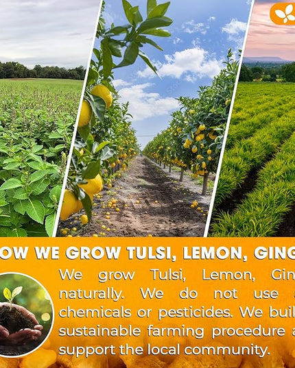 FreshDrinkUS, Premium 35 Tulsi Lemon Ginger Tea Bags, 100% Natural & Pure from Tulsi Holy Basil Leaves, Lemon and Ginger. Made with Natural Material Tea Bags. No Sugar, No Caffeine, Vegan.
