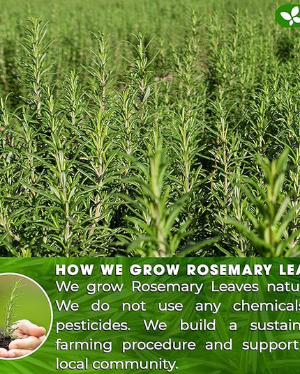 FreshDrinkUS, Premium 40 Rosemary Leaf Tea Bags, 100% Natural and Pure Rosemary Dried Leaves, Pure Herbal Tea, No Additives, No Caffeine, No Gluten, Vegan.