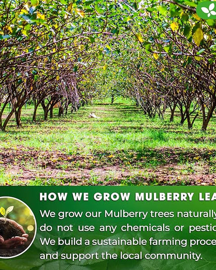 FreshDrinkUS, Permium 8oz Mulberry Leaves, 100% Natural & Pure from Mulberry Leaves, Loose Leaf Herbal Tea, No Additives, No Caffeine, Vegan