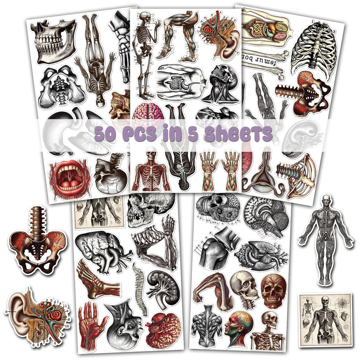 WESILY Pack 50 PCS Vintage Anatomy Stickers Aesthetic Human Skeleton Waterproof Sticker Vinyl Decals Patches Laptop Water Bottle Notebook Ephemera Scrapbooking Gifts for Kids Teens Adults