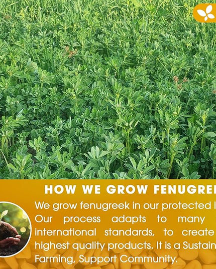 FreshDrinkUS, Premium 75 Fenugreek Tea Bags, 100% Natural & Pure from Fenugreek. Fenugreek Herbal Tea. Made with Natural Material Tea Bags. No Sugar, No Caffeine, No Gluten, Vegan.