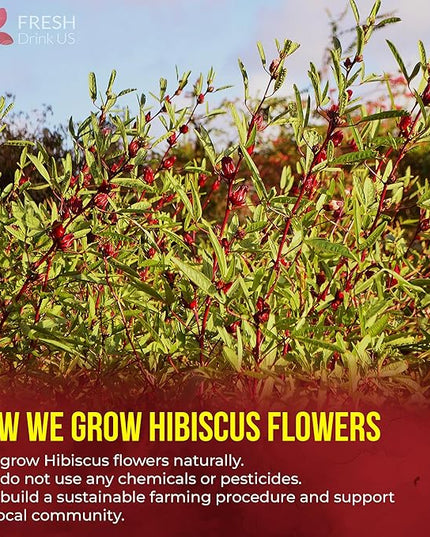 FreshDrinkUS, Premium 140 Hibiscus Flowers Tea Bags, 100% Natural, Handmade & Pure from Hibiscus Flowers. No Sugar/Caffeine/Gluten, Vegan. Tart & Refreshing, Hot or Ice Tea, Great For All Seasons