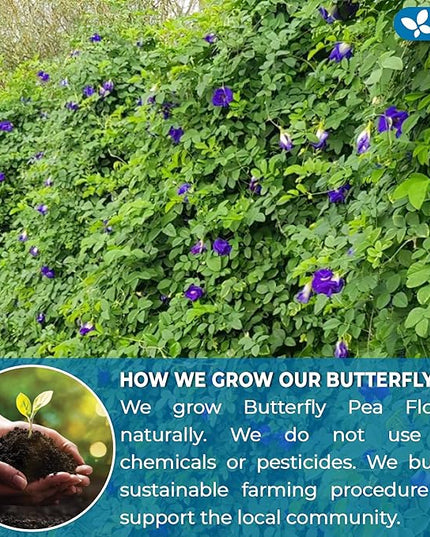 FreshDrinkUS, Premium 35 Butterfly Pea Tea Bags, 100% Natural and Pure from Butterfly Pea Flowers, Hand-made, Made With Natural Materials-Corn Fiber Tea Bag, Sugar/Caffeine/Gluten Free, Vegan