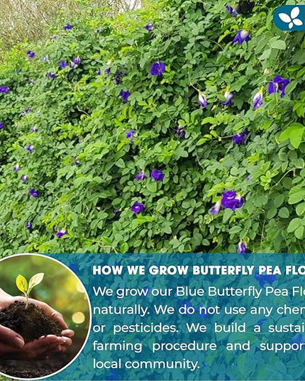 FreshDrinkUS, Premium 8oz Blue Butterfly Pea Flowers Dried – Premium Whole Flower Herbal Tea – Vibrant Blue Natural Color – Caffeine-Free Loose Flower Tea. Vegan