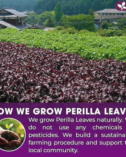 FreshDrinkUS, Premium Perilla Leaf Tea – 40 Tea Bags | 100% Pure Perilla Leaves | Caffeine-Free, Non-GMO, Natural Packaging | Herbal Tea Bags for Daily Enjoyment. Gluten-Free. Sugar-Free. Vegan