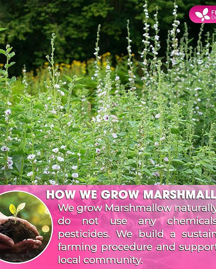 FreshDrinkUS, Premium 75 Marshmallow Root and Leaf Tea Bags, 100% Natural & Pure. Loose Leaf Marshmallow Herbal Tea. Made with Eco-Conscious Tea Bags. No Sugar, No Caffeine, No Gluten, Vegan.