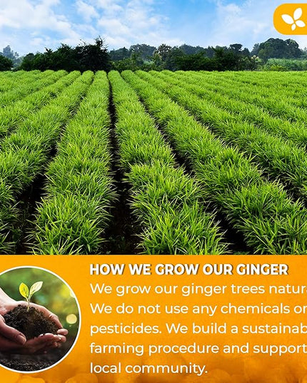 FreshDrinkUS, Premium 10oz Natural Ginger Roots, Cut and Sifted, 100% Natural & Pure from Ginger Roots, Ginger Tea, Ginger Loose Herbal Tea, No Additives, No Caffeine, Vegan